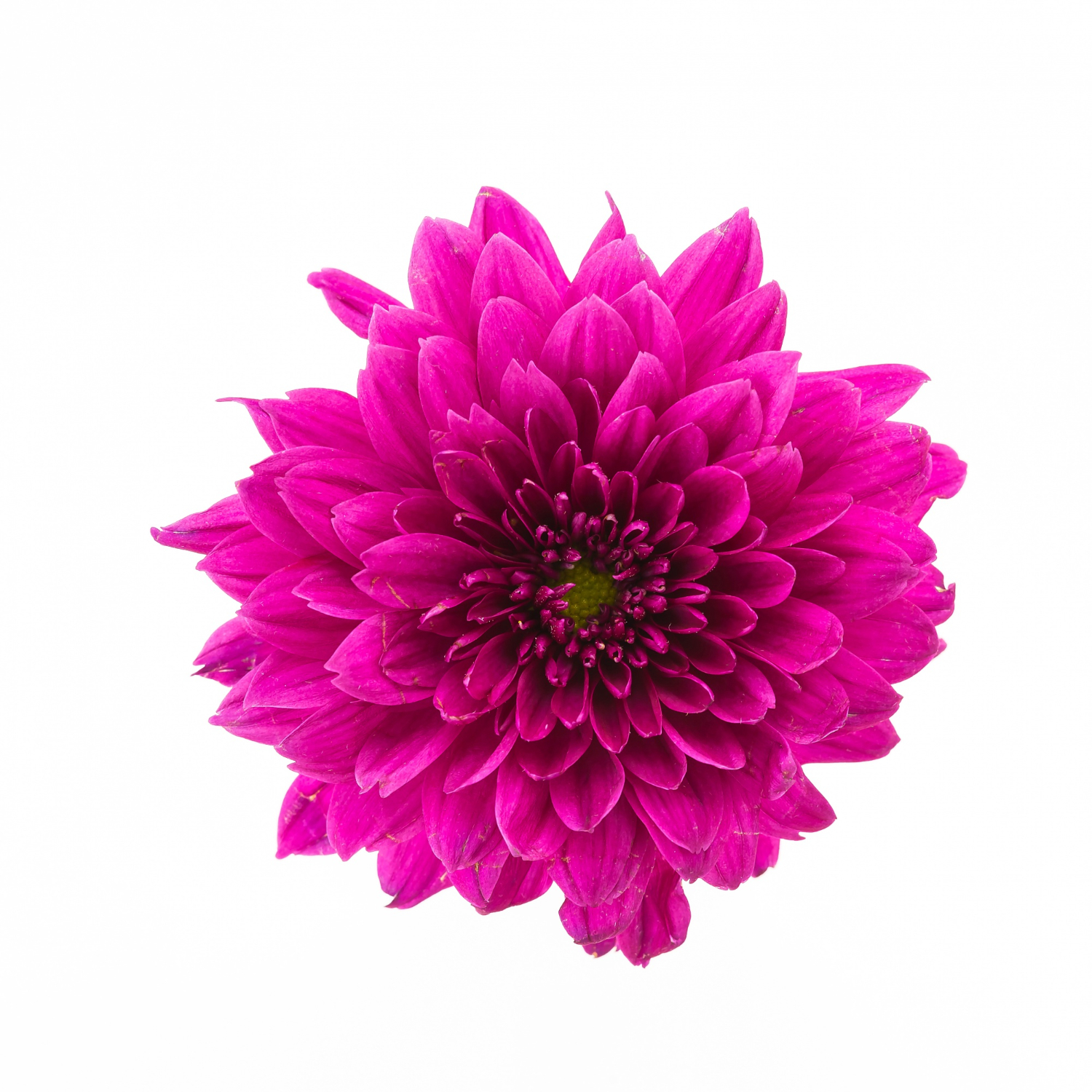 Dahlie