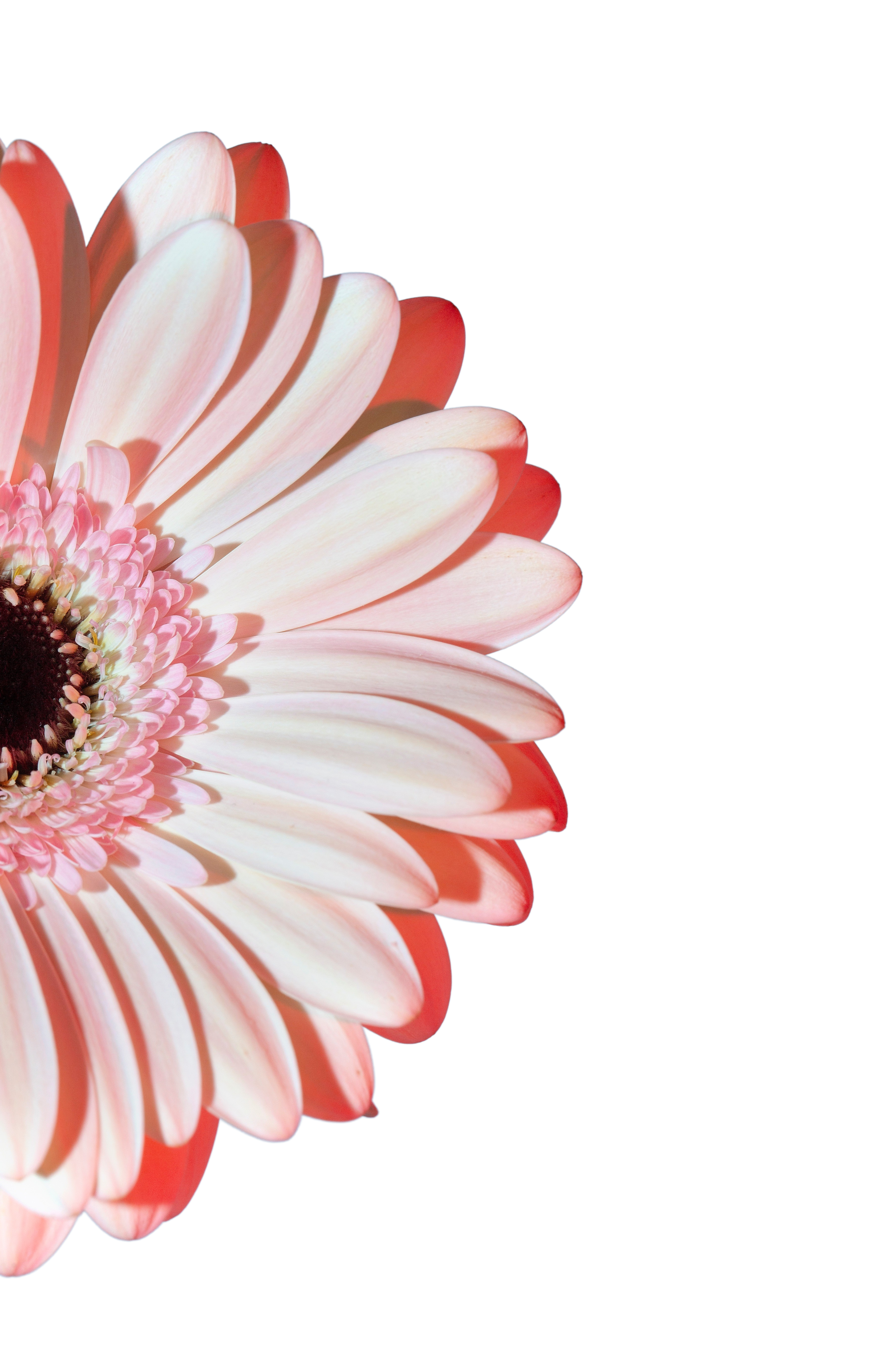 Gerbera